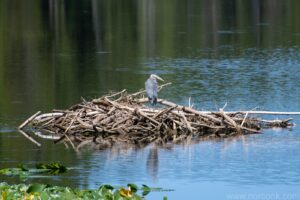 Heron in Heron Pond