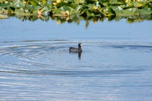 American coot