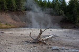 Black Hermit Caudron