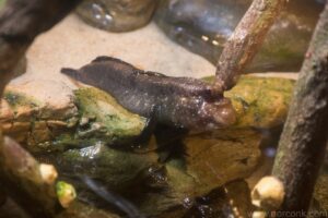 Mudskipper