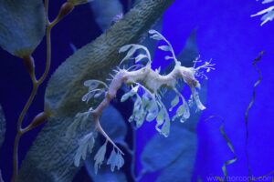 Leafy Sea Dragon