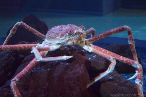 Japanese Spider Crab