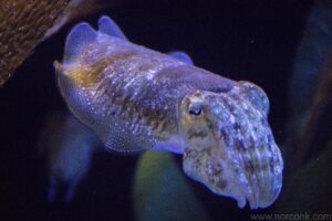 Cuttlefish