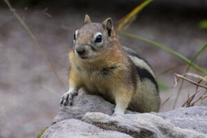 Chipmunk