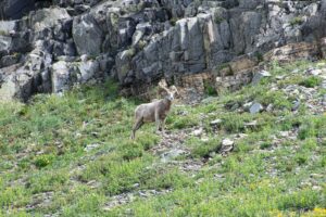 Bighorn Sheep