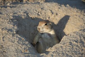 Praerie Dog