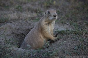 Praerie Dog