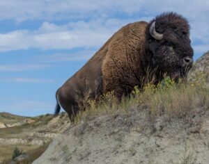 Bison