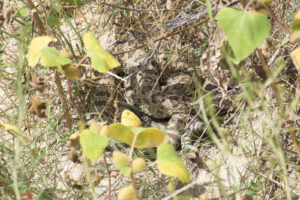 Prairie Rattlesnakes