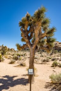 Joshua Trees