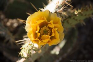 Cactus Flower