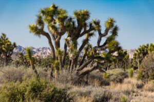 Joshua Trees