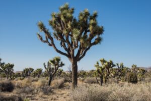 Joshua Trees