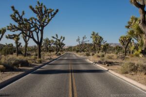 Joshua Trees
