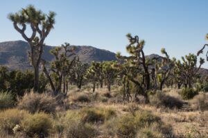 Joshua Trees