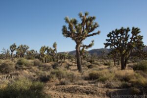 Joshua Trees