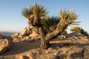 Joshua Tree
