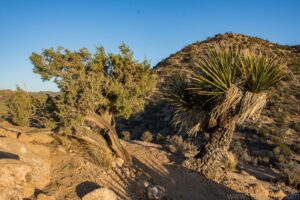 Joshua Trees