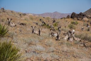 Big Horn Sheep