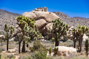 Joshua Trees