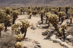 Cholla Garden