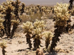 Jumping Cholla