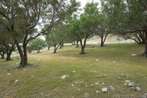 Smuggler's Cove Orchard