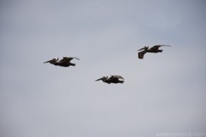 Brown Pelicans