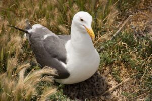 Gull &amp; Chicks