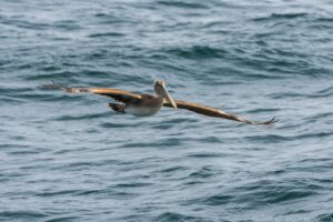 Brown Pelican