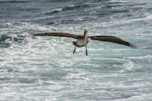 Brown Pelican