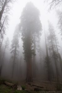 Trees in the Fog