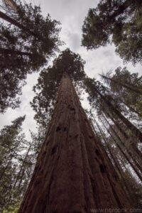 Sequoias