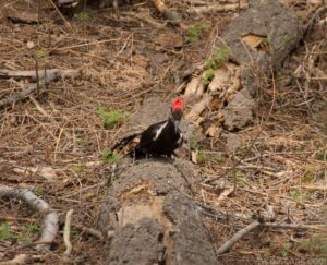 Pileated Woodpecker
