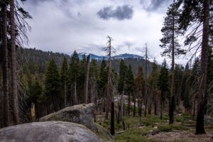 Sequoia National Park