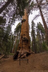 Sequoia