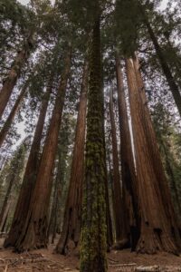 Sequoia