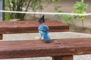Steller's Jay