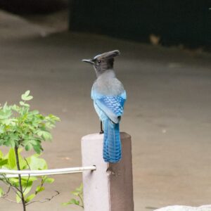 Steller's Jay
