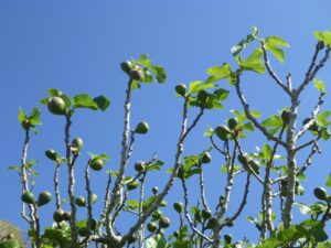 Fig Tree