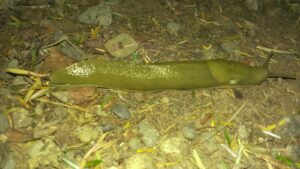 Banana Slug