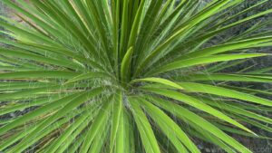 Yucca