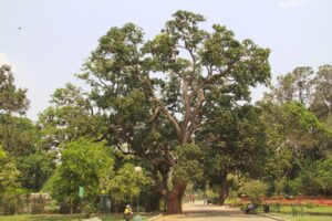 Mango Tree