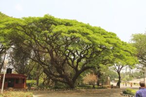 Umbrella Tree