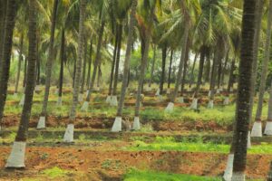 Coconut farm