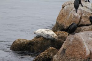 Harbor Seal