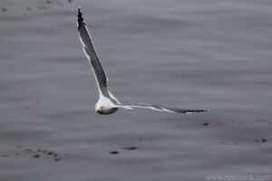 Gull