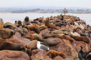 Sea lions' rough life