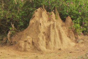 Termite Mound