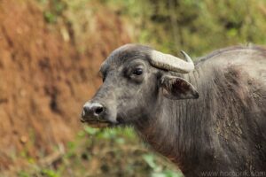Water Buffalo